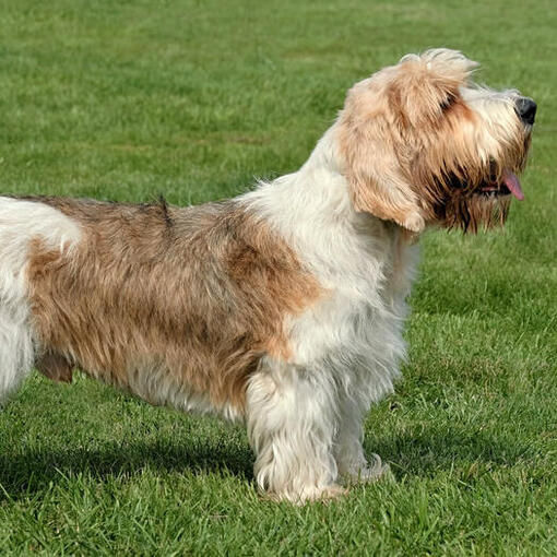 Petit Basset Griffon Vendeen steht auf dem Gras