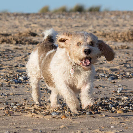 Petit Basset Griffon Vendeen läuft