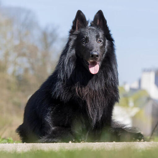 Belgischer Schäferhund Groenendael sitzt auf dem Boden