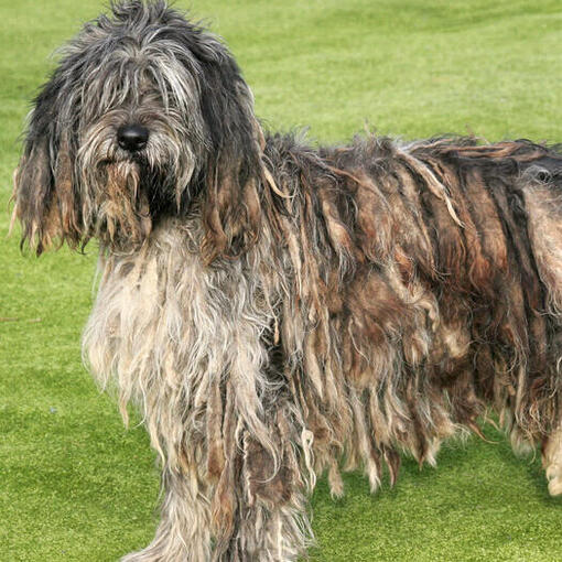 Bergamasco steht auf der Wiese