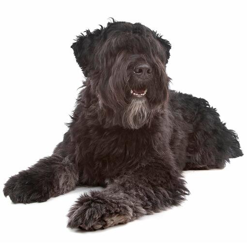 Hunderasse Bouvier des Flandres