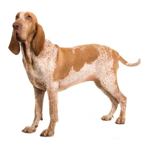 Hunderasse Bracco Italiano