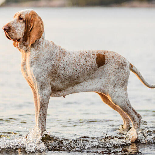 Bracco Italiano steht am Wasser