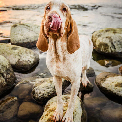 Bracco Italiano steht auf den Felsen am Wasser