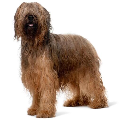 Briard-Hunderasse