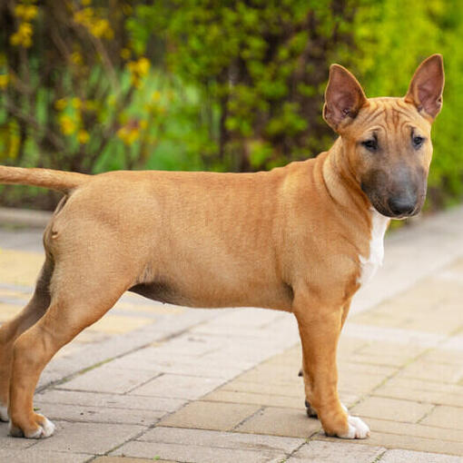 Brauner Miniatur-Bullterrier-Welpe im Hof