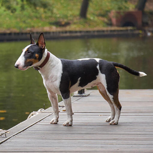 Bullterrier-Miniatur steht in der Nähe des Wassers