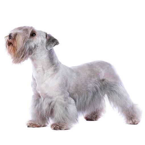 Hunderasse Cesky Terrier