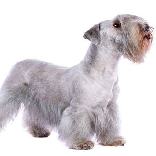 Weißer Cesky Terrier stehend