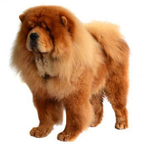 Chow-Chow-Hunderasse