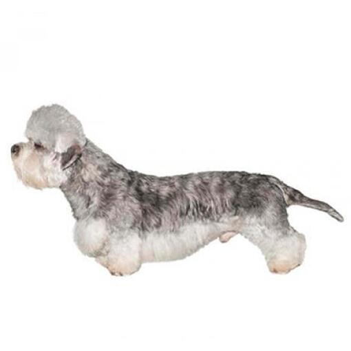 Dandie Dinmont Terrier Hunderasse