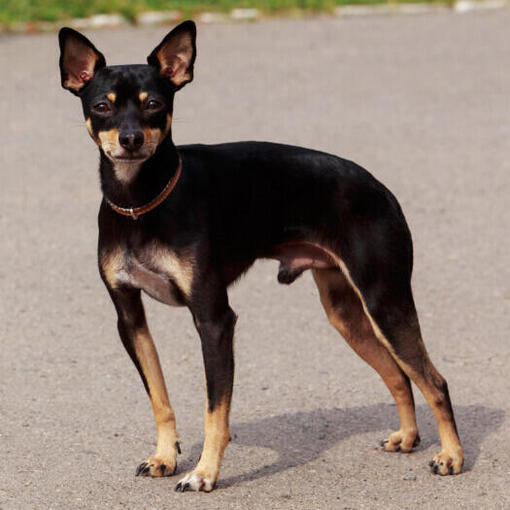 Englischer Toy Terrier steht auf der Straße