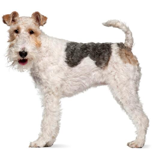 Hunderasse Foxterrier mit Drahtmantel