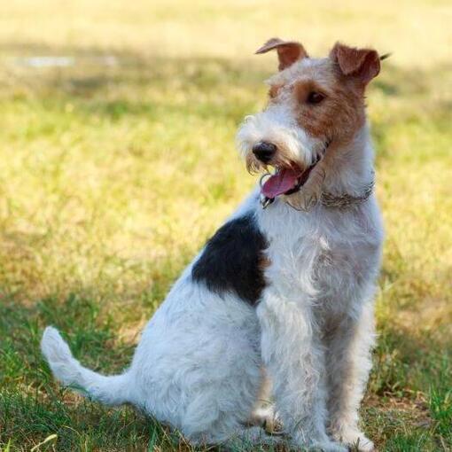 Foxterrier mit Drahtmantel sitzt auf dem Gras