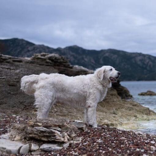 Der Ungar Kuvasz steht am Strand am See