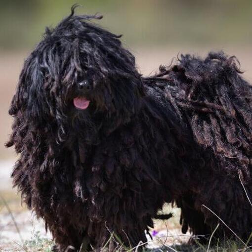 Der kleine ungarische Puli steht in der Nähe des Waldes