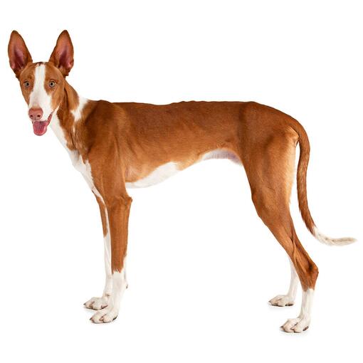 Ibizan Hound (kurzes/glattes Fell) Hunderasse