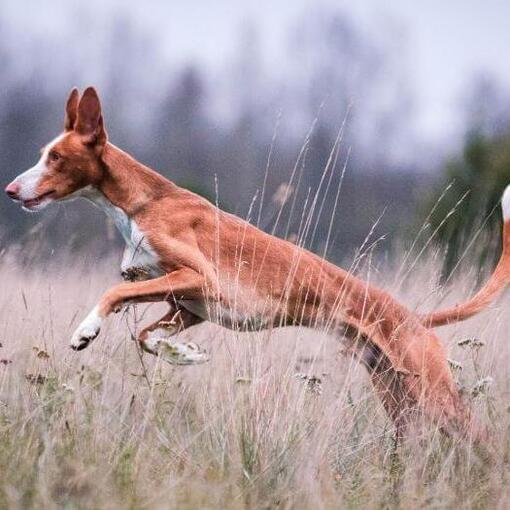 Ibizan Hound springt auf dem Feld