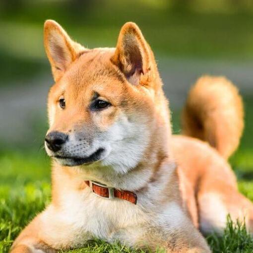 Der japanische Shiba Inu liegt im Gras