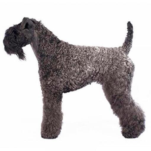 Hunderasse Kerry Blue Terrier