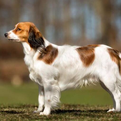 Kooikerhondje steht an einem warmen Sommertag im Garten