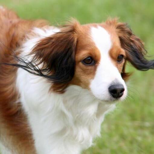 Kooikerhondje spielt im Garten