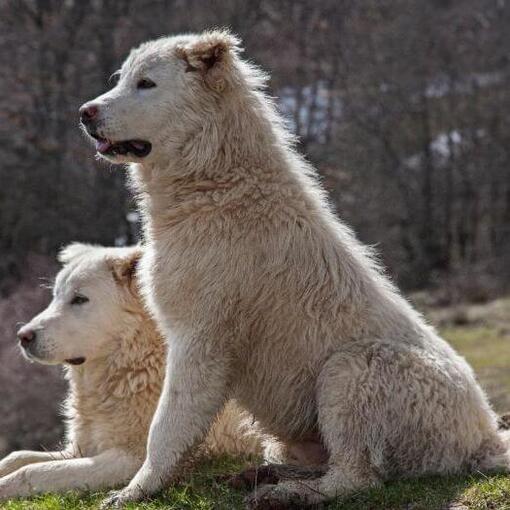 Zwei Maremma-Schäferhunde ruhen sich auf dem Rasen aus