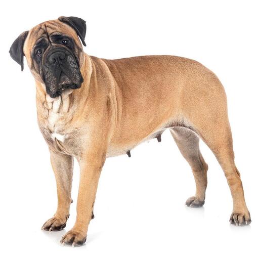 Mastiff-Hunderasse