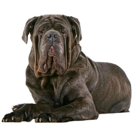 Neapolitanische Mastiff-Hunderasse