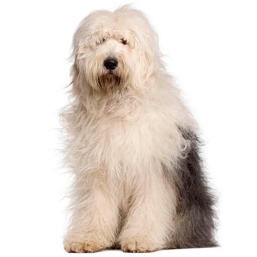 Old English Sheepdog Hunderasse