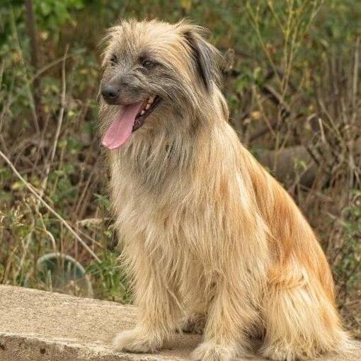 Pyrenäen-Schäferhund steht im Garten