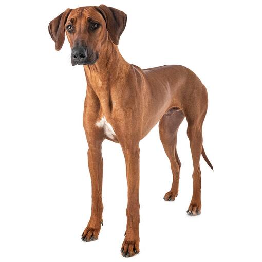 Rhodesian Ridgeback Hunderasse