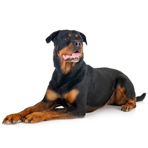 Hunderasse Rottweiler