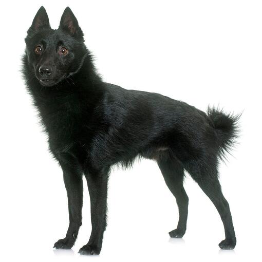 Schipperke-Hunderasse