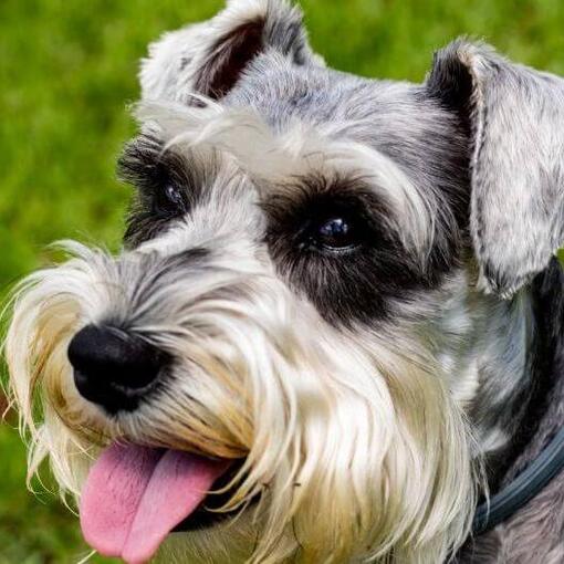 Schnauzer Standard lächelt