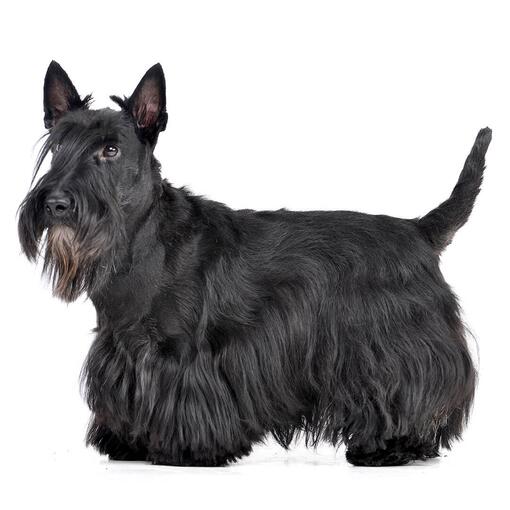 Hunderasse Scottish Terrier