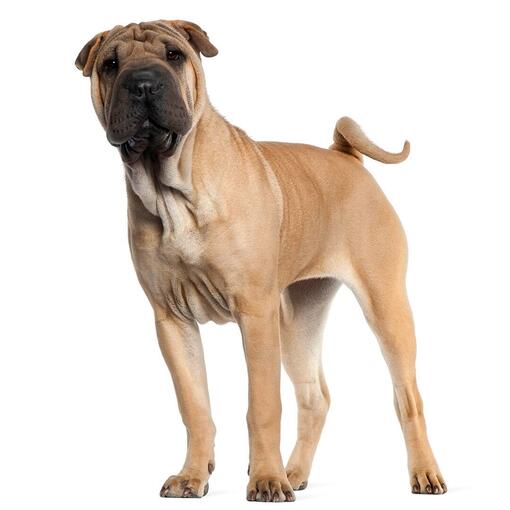 Hunderasse Shar Pei