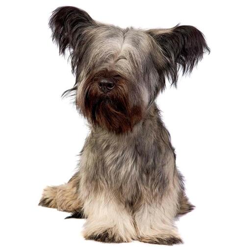 Hunderasse Skye Terrier