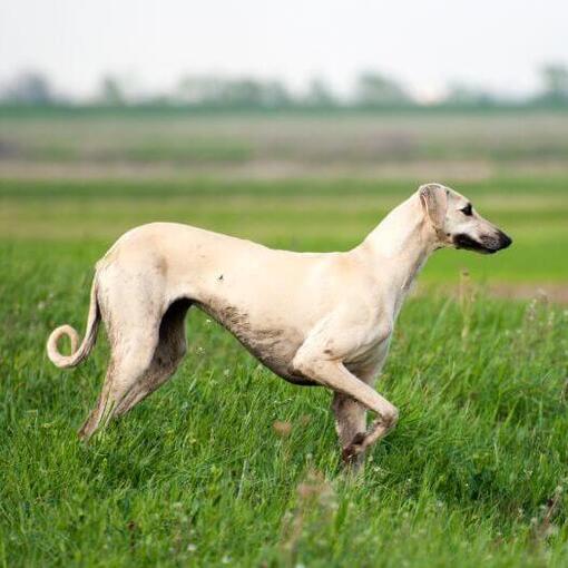 Sloughi spielt auf dem Feld