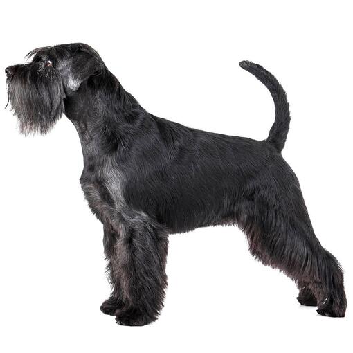 Standard-Schnauzer-Hunderasse