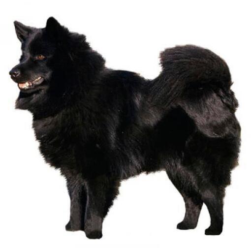 Schwedische Lapphund-Hunderasse