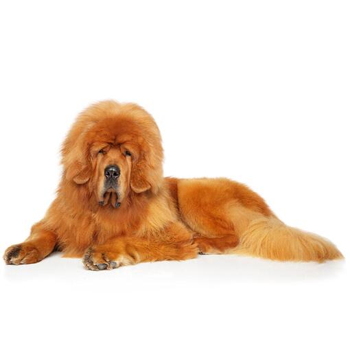 Hunderasse Tibetischer Mastiff