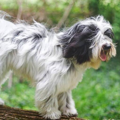 Tibet Terrier spielt im Wald