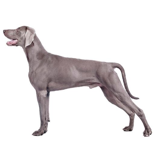 Hunderasse Weimaraner (kurzes/glattes Fell).