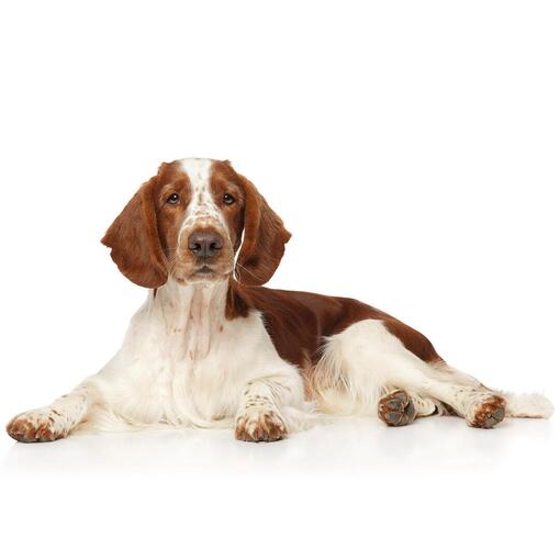 Hunderasse Welsh Springer Spaniel