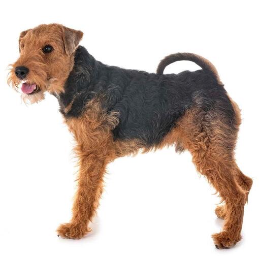 Hunderasse Welsh Terrier