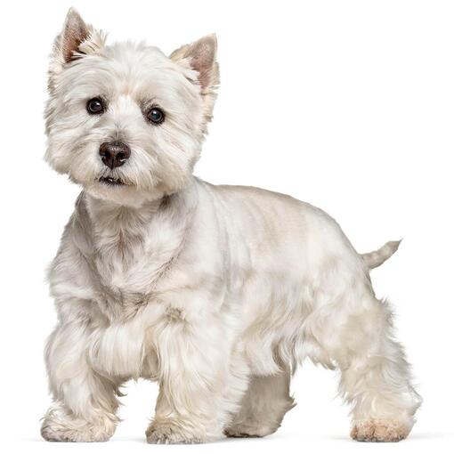 Hunderasse West Highland White Terrier