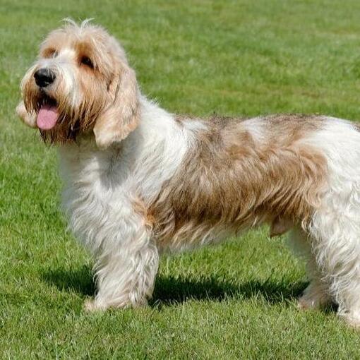 Basset Griffon Vendeen (Petit)