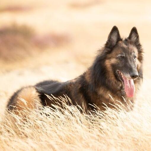 Belgischer Schäferhund Tervueren