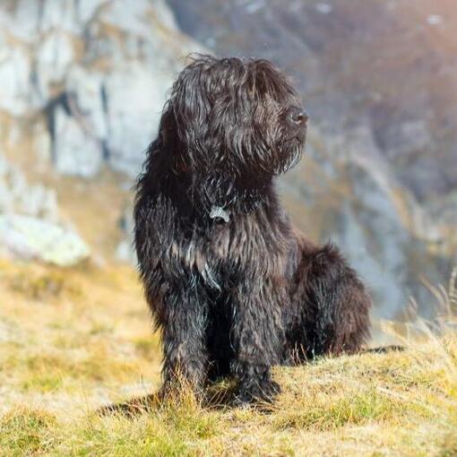 Bergamasco